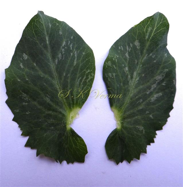  Stipules